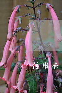 信用卡逾期 但是都还了 信用卡逾期 但是都还了
